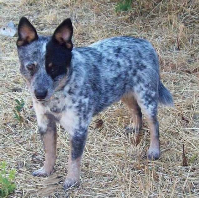 Info on miniature and toy Queensland Heelers (Australian cattle dogs)