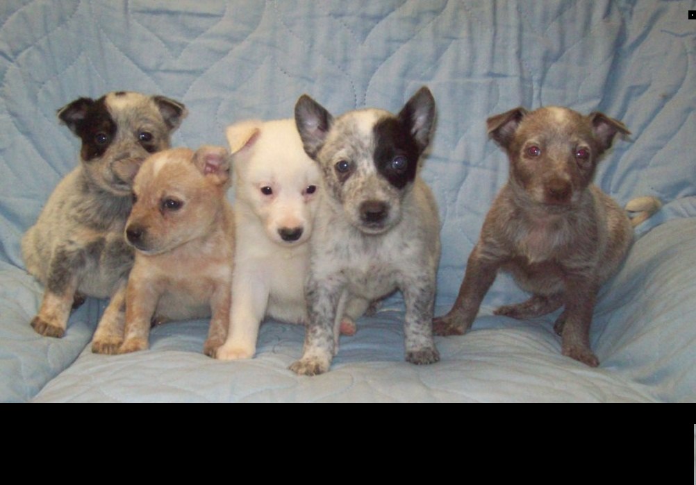 white heeler puppies for sale
