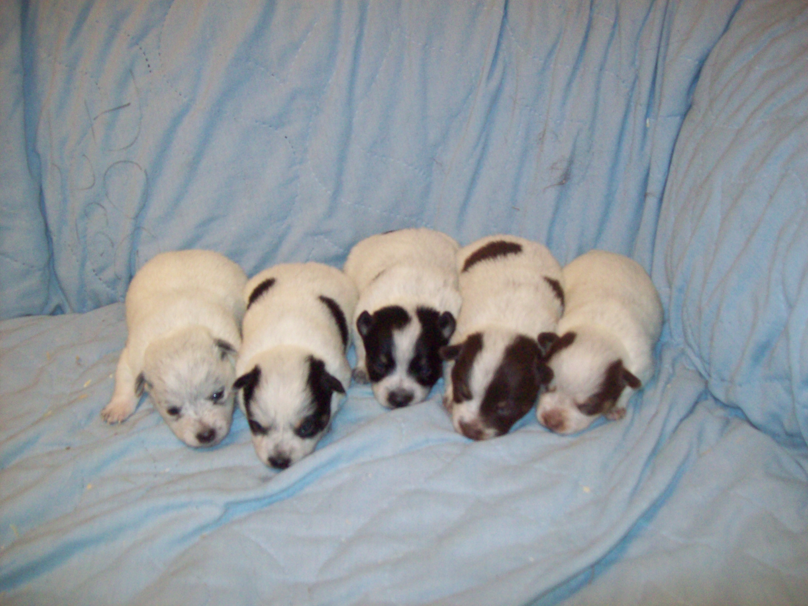 are australian cattle puppies born white