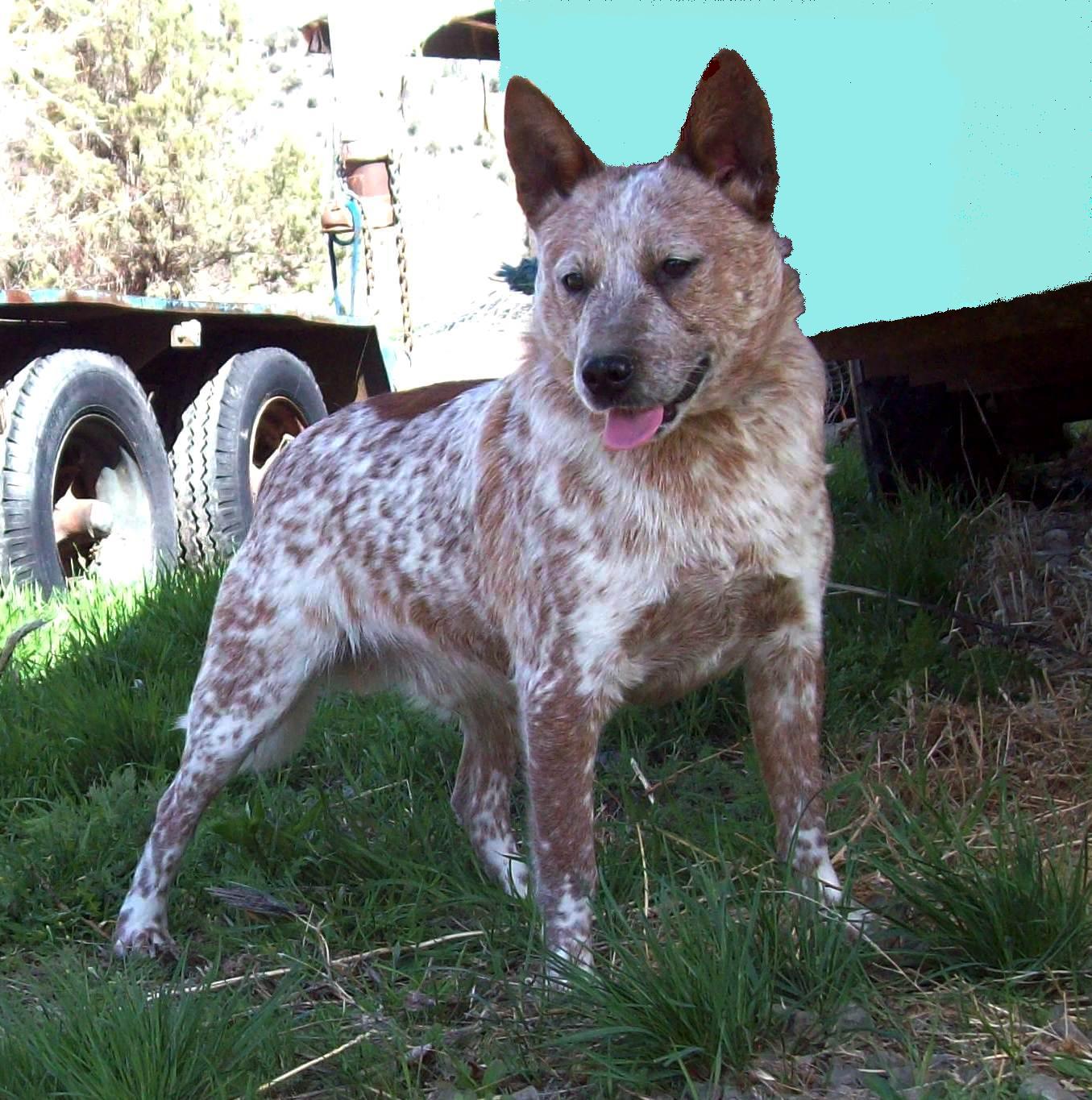 different types of heelers