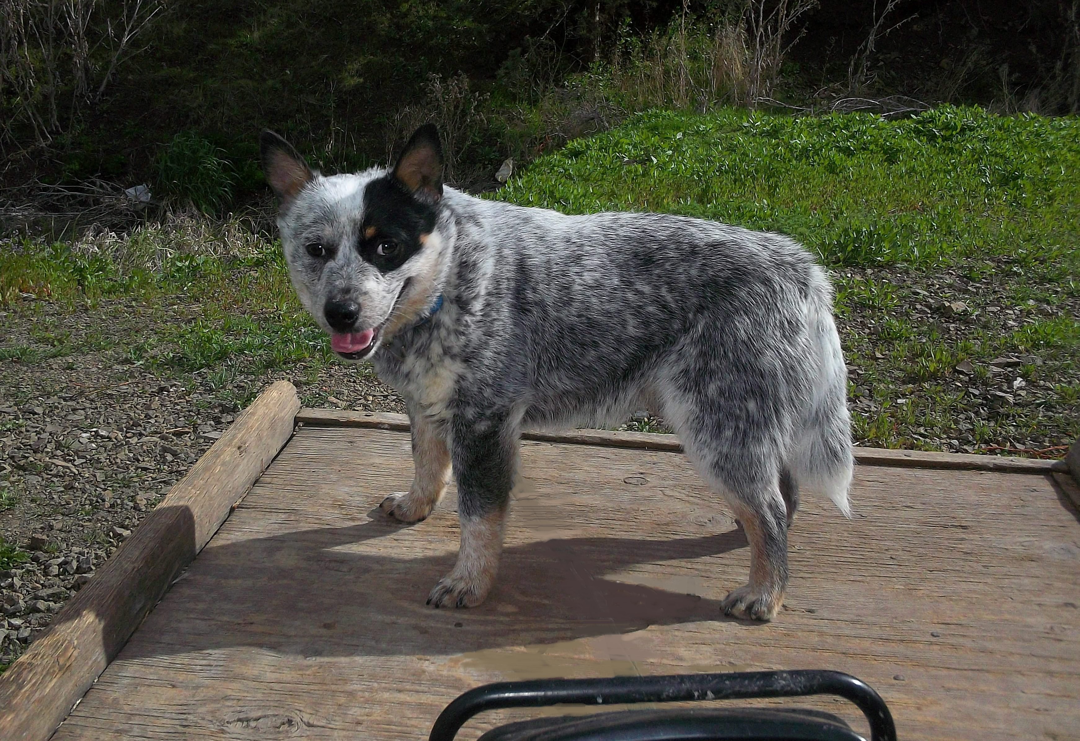small australian cattle dog